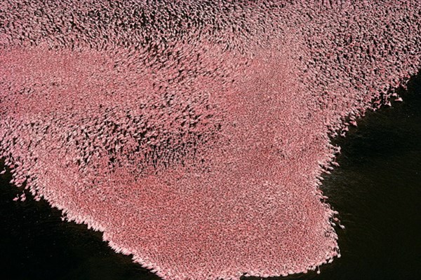 022-Розовые фламинго на озере Накуру, Кения